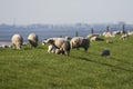 Schaap met lam, Sheep with lamb Royalty Free Stock Photo