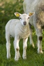 Schaap, Sheep Royalty Free Stock Photo