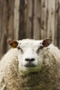 Schaap, Sheep Royalty Free Stock Photo