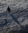 ZwartvoetpinguÃÆÃÂ¯n, Penguin, Spheniscus demersus Royalty Free Stock Photo