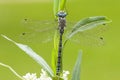 Schaduwlibel, Eastern Spectre, Caliaeschna microstigma