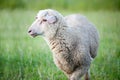 Sheep portrait outside on meadow eat grass