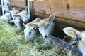 Sheeps in a barn of a farmhouse while eating Royalty Free Stock Photo