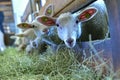 Sheeps in a barn of a farmhouse while eating Royalty Free Stock Photo