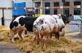 Schagen, Netherlands. march 20, 2024. The annual livestock exhibition in Schagen, Netherlands.