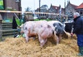 Schagen, Netherlands. march 20, 2024. The annual livestock exhibition in Schagen, Netherlands.