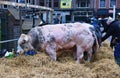 Schagen, Netherlands. march 20, 2024. The annual livestock exhibition in Schagen, Netherlands.