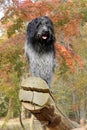 Schapendoes dog on large log