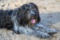 Schapendoes dog lying on ground Royalty Free Stock Photo