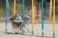 Beautiful shot of a Schapendoes doing slalom on a dog agility course Royalty Free Stock Photo