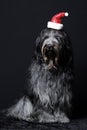 Schapendoes Dutch Sheepdog at Christmas