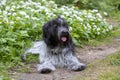 Schapendoes, Dutch Sheepdog