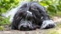 Schapendoes, Dutch Sheepdog