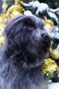 Schapendoes, Dutch Sheepdog portrait