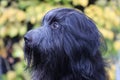 Schapendoes, Dutch Sheepdog portrait