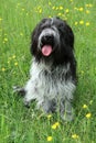 Schapendoes or Dutch Sheepdog