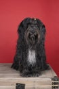 Schapendoes or Dutch Sheepdog sitting in a red background