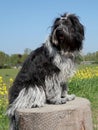 Schapendoes or Dutch Sheepdog sitting on stump