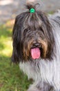 Schapendoes or Dutch sheepdog with tongue hanging