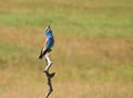 Scharrelaar, European Roller, Coracias garrulus Royalty Free Stock Photo
