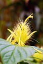 Schaueria flavicoma, commonly known as golden plume, yellow flower with green background