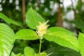 Schaueria Flavicoma plant in Saint Gallen in Switzerland