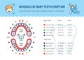 Schedule of Baby Teeth Eruption. Primary teeth, deciduous teeth. Childrens dentistry infographics Dental care