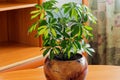 A Scheffler ornamental plant of the Aralian family stands on a wooden table. Royalty Free Stock Photo