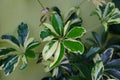 Schefflera arboricola (also known as dwarf umbrella tree) with green and yellow leaves in the backyard. Royalty Free Stock Photo