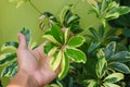 Hand holding dwarf umbrella tree leaves in the backyard Royalty Free Stock Photo