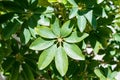 Schefflera arboricola