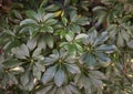 Schefflera arboricola evergreen foliage