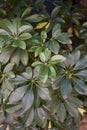 Schefflera arboricola evergreen foliage