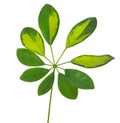 Schefflera arboricola leaf Royalty Free Stock Photo