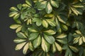 Schefflera arboricola leaves Royalty Free Stock Photo