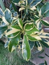 Schefflera Arboricola ornamental plant