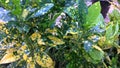Schefflera arboricola plant common name is dwarf umbrella tree has yellow and green leaves Royalty Free Stock Photo