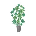 Schefflera arboricola potted plant flat vector illustration. Dwarf umbrella tree in trendy ceramic pot isolated on white