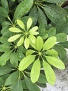 Schefflera arboricola. Royalty Free Stock Photo