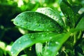 Schefflera arboricola smooth thick green leaves covered with raindrops in the sunlight Royalty Free Stock Photo