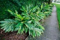 Schefflera arboricola syn. Heptapleurum arboricolum