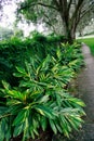 Schefflera arboricola syn. Heptapleurum arboricolum