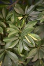 Schefflera arboricola evergreen foliage