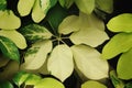 Schefflera arboricola, Variegated Umbrella Plant Foliage Leaves Natural Pattern Background Royalty Free Stock Photo