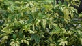 Schefflera arboricola (wali songo) with natural background