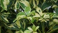 Schefflera arboricola (wali songo) with natural background