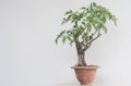 Schefflera Bonsai plant in a terracotta pot