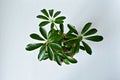 Schefflera green house plant over white