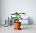 Schefflera green house plant in terracotta pot and stack of books