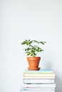 Schefflera green house plant in terracotta pot and stack of books